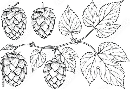 Hand Drawn Hop Cones Vector Illustration