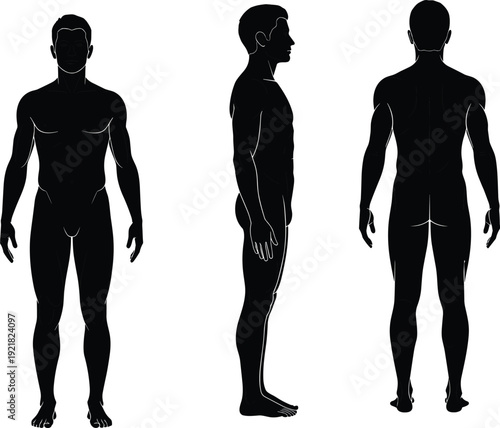Male human body silhouette vector anatomy set, front side and back view muscular figure isolated on white background illustration