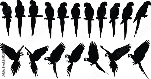 Parrot silhouette collection featuring perched and flying macaw poses isolated on light background detailed vector illustration set bundle