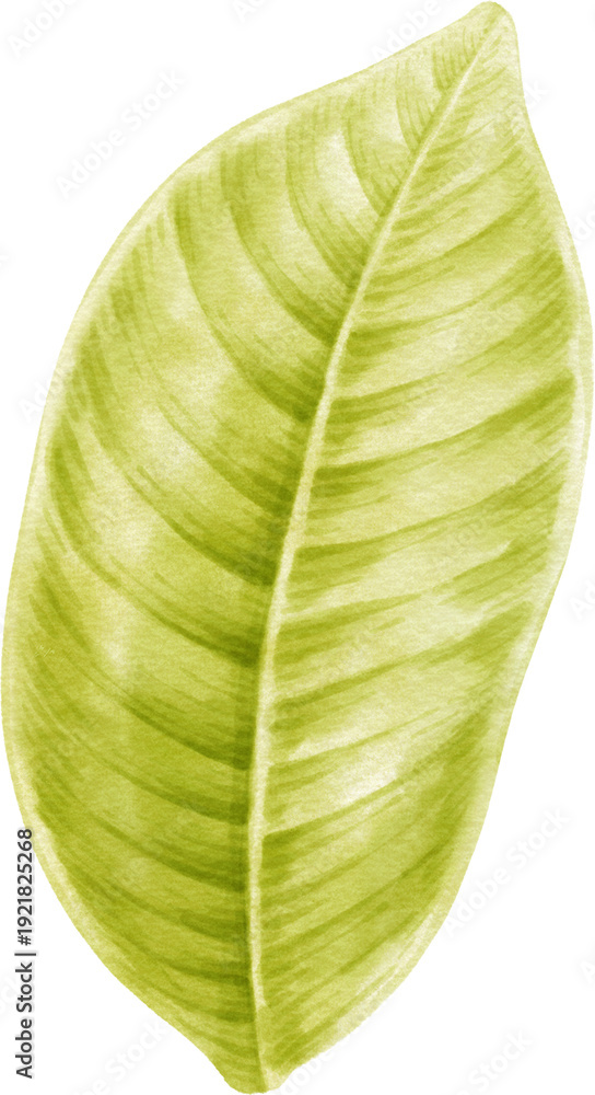 Obraz premium Watercolor leaf