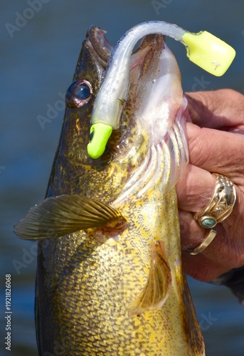 Walleye fishing in Ontario 