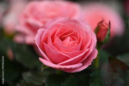 Beautiful roses	