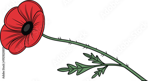 Red poppy flower with green stem and leaves on white background symbol of remembrance