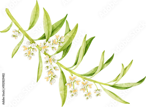 Foto watercolor olive flowers