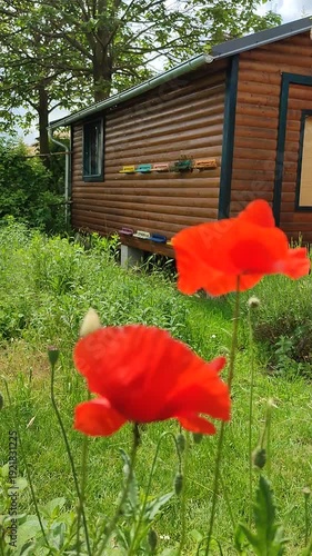 Spring apiary with wooden beehouse in lush green garden and blooming poppies with blackbird singing
