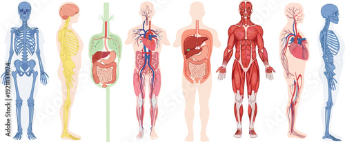 Human body anatomy systems set, skeleton muscles organs and circulatory system medical flat vector illustration isolated on white background
