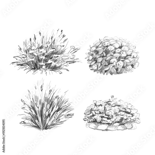 Pencil sketches of various plants, including grasses and flowering shrubs, with beautiful natural textures. Isolated illustrations for landscape design, nature websites, and botanical graphics.
