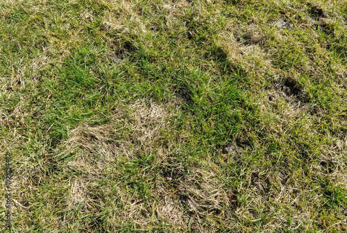 Patchy lawn with green and dry grass closeup, concept of spring lawn repair and garden maintenance

