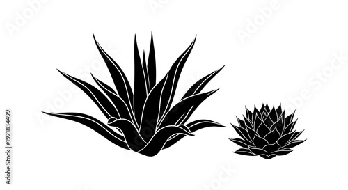 Black and white silhouette illustration of two agave plants one mature and one budding high quality