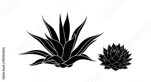 Black and white illustration of two agave plants one larger and one smaller in size