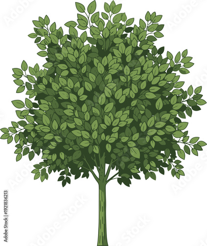 Vibrant illustration of a lush green deciduous tree with a textured trunk and dense foliage presented in a clean isolated graphic style on a white background perfect for nature