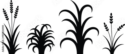 Collection of stylized black silhouette plants including lavender and corn stalks on a white background