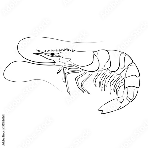 Shrimp, a seafood icon. Food menu hand line design. Black and white sketch Shrimp. Seafood, marine life, line drawing style, hand drawn illustration. Shrimp vector illustration.