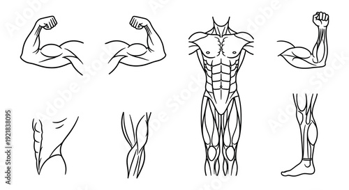 Anatomical studies of human muscles and limbs detailed line art silhouette