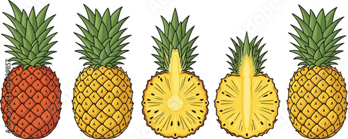 Set of hand drawn vector house plants, hanging macrame planters, monstera, cactus, palm, snake plant, and tropical pineapple for decoration,