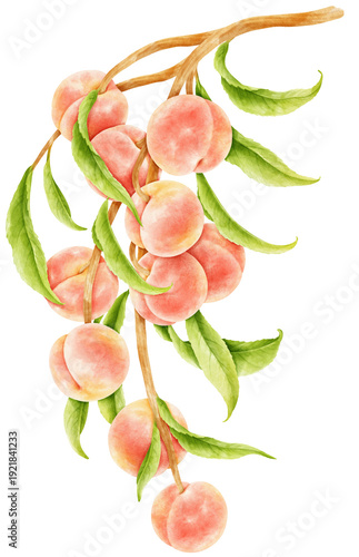 watercolor peach tree