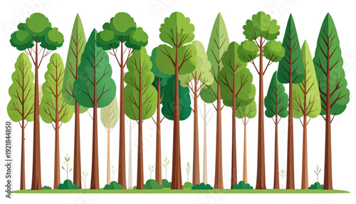 A serene forest scene featuring tall, lush green trees under a clear sky isolated on transparent background