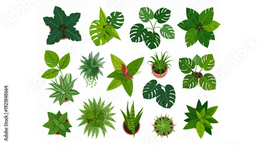 Flat Vector House Plant Collection Top View with Monstera, Philodendron, Snake Plant, Fern, and Succulents