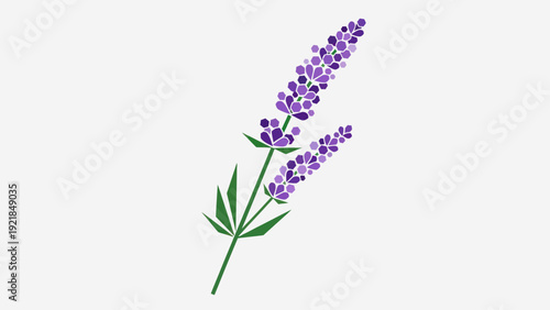 Vibrant purple lavender flower vector illustration on white background.