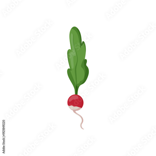 Vector illustration of a radish with a green leaf forming an exclamation mark.