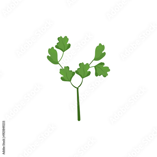 Vector illustration of a green parsley sprig with multiple leaves forming a Y shape.