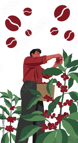 Farmer Harvesting Coffee Beans In A Plantation With Flying Beans