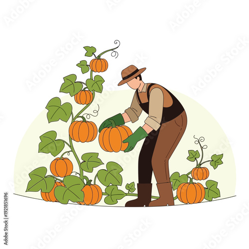 Farmer Harvesting Ripe Pumpkins From Lush Vines In Autumn