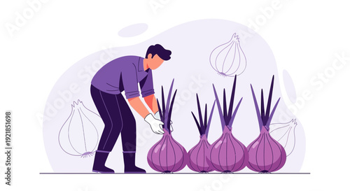 Farmer Harvesting Ripe Red Onions In A Cultivated Field