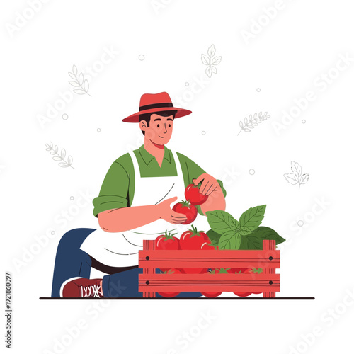 Fresh Produce Farmer Gathering Ripe Tomatoes From Harvest Basket