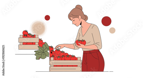 Freshly Harvested Tomatoes Handpicked By A Woman For Healthy Cuisine