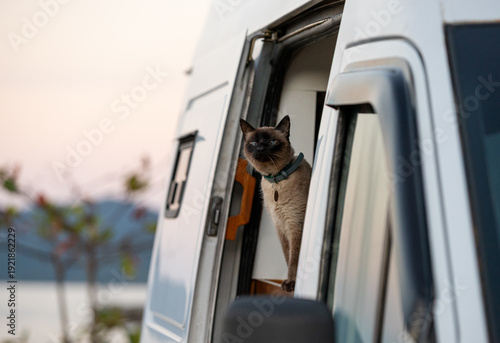 Cat looks out from the door of a camper van at sunset by a lake with mountains in the background
