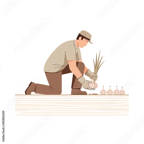 Gardener Harvesting Fresh Garlic From The Earth With Care