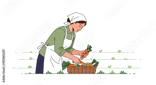 Gardener Harvests Fresh Carrots From Field In Seasonal Bounty