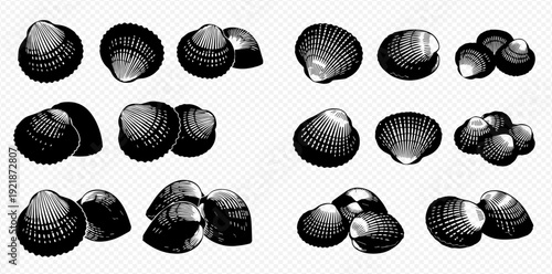 A detailed collection of clam and cockle shells illustrated in a vintage black and white engraving style.