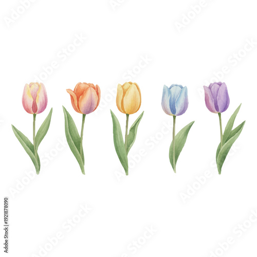 カラフルなチューリップ5色セット 水彩イラスト（春の花素材）