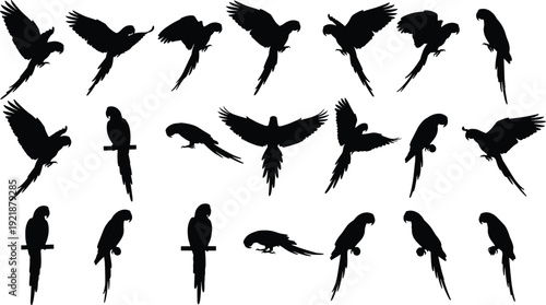 Black parrot bird silhouettes collection featuring flying, perched, and standing poses with diverse wing positions, perfect for design, illustration, and educational projects