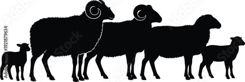 Silhouette of sheep family with rams, ewe, and lambs standing in a row, farm animal illustration for agriculture, livestock, and educational reference design