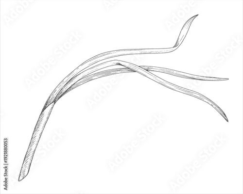 Green onion. Vector ink styled handmade illustration. For packaging design, cards, cover, prints, product labels and fabric.