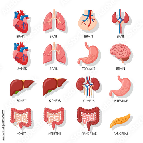 Human Organs Collection: Heart, Lungs, Brain, Stomach, Liver, Kidneys, Intestines, Pancreas