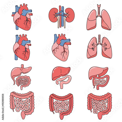 Human Organs Collection: Heart, Lungs, Kidneys, Liver, Intestines - Medical Anatomy Icons