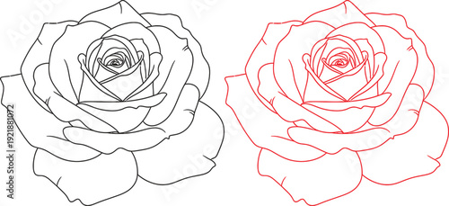 Line art and colored rose illustrations isolated on transparent background