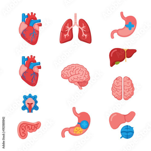 Human Organs Collection: Heart, Lungs, Brain, Stomach, Liver, Pancreas - Medical Icons