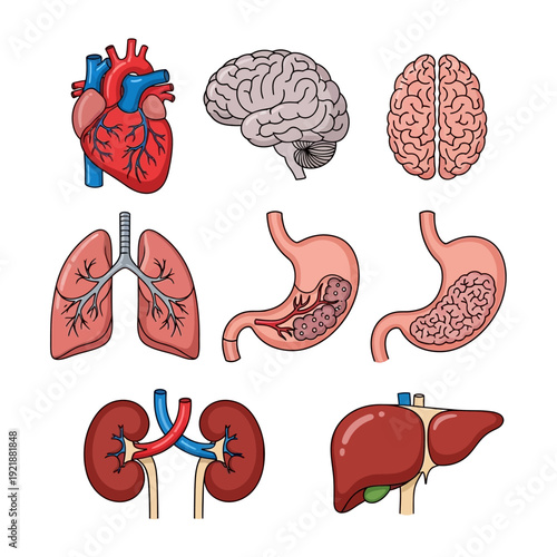 Human Organs Collection: Heart, Brain, Lungs, Stomach, Kidneys, Liver - Medical Anatomy Illustration
