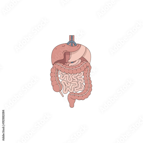 Human Digestive System Anatomy Illustration - Intestines, Stomach, Liver