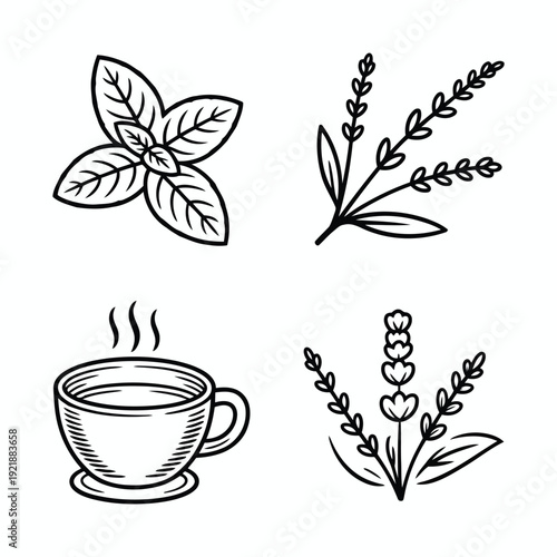Aromatic herb set with mint leaves lavender sprigs and hot tea cup hand drawn style vector