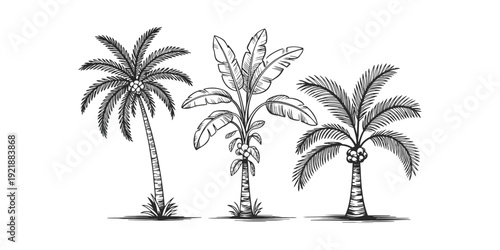 Tropical palm and banana trees collection in hand drawn engraving style vector background
