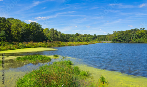 Canvas Print Summertime algae forms on a corner of Lower Bear Lake in Beartown Lakes Reservation, a quiet scenic spot in northeast Ohio