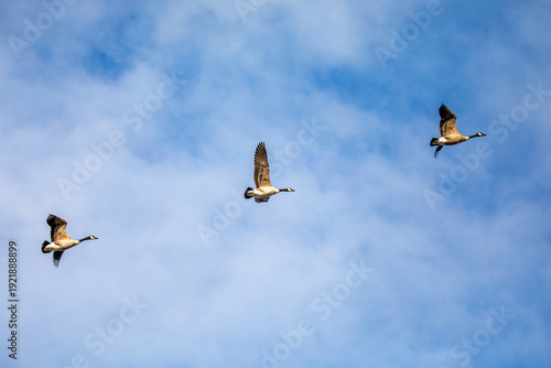 Canada geese (branta canadensis) flying in a blue and white sky with copy space