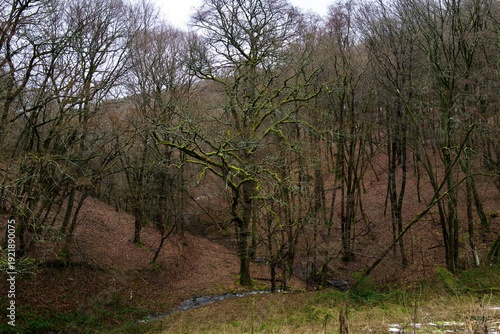 Mossy oak in a bare winter forest — winding stream through a quiet valley