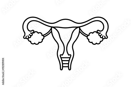 Female reproductive system uterus with ovaries and fallopian tubes anatomy